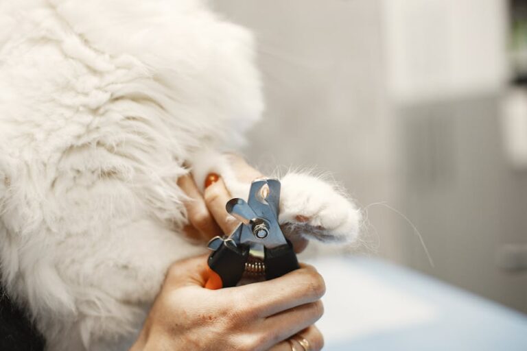 caps for cats claws
