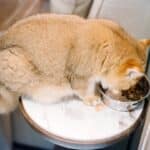 bland diet for cats