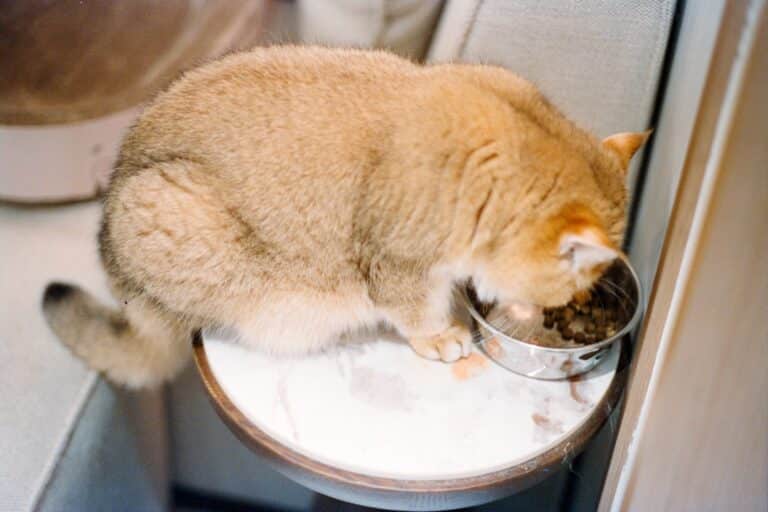 bland diet for cats